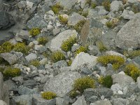 Saxifraga aizoides 26, Saxifraga-Willem van Kruijsbergen