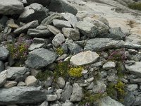 Saxifraga aizoides 27, Saxifraga-Willem van Kruijsbergen