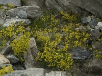 Saxifraga aizoides 28, Saxifraga-Willem van Kruijsbergen