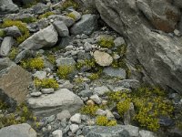 Saxifraga aizoides 29, Saxifraga-Willem van Kruijsbergen