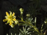 Saxifraga aizoides 3, Saxifraga-Jan van der Straaten