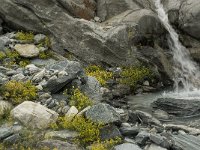 Saxifraga aizoides 31, Saxifraga-Willem van Kruijsbergen