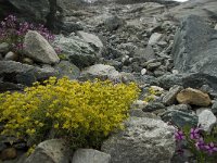 Saxifraga aizoides 32, Saxifraga-Willem van Kruijsbergen