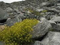 Saxifraga aizoides 33, Saxifraga-Willem van Kruijsbergen