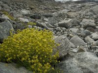 Saxifraga aizoides 34, Saxifraga-Willem van Kruijsbergen