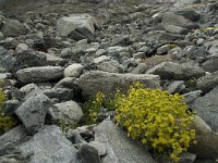 Saxifraga aizoides 35, Saxifraga-Willem van Kruijsbergen