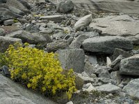 Saxifraga aizoides 36, Saxifraga-Willem van Kruijsbergen