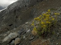 Saxifraga aizoides 38, Saxifraga-Willem van Kruijsbergen