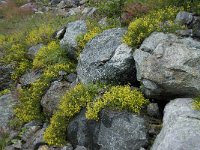 Saxifraga aizoides 39, Saxifraga-Willem van Kruijsbergen