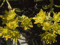 Saxifraga aizoides 4, Saxifraga-Jan van der Straaten