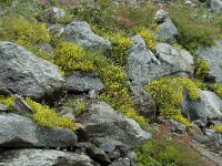 Saxifraga aizoides 40, Saxifraga-Willem van Kruijsbergen