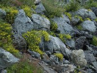 Saxifraga aizoides 41, Saxifraga-Willem van Kruijsbergen