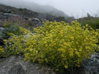 Saxifraga aizoides 42, Saxifraga-Willem van Kruijsbergen