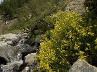 Saxifraga aizoides 44, Saxifraga-Willem van Kruijsbergen