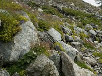 Saxifraga aizoides 45, Saxifraga-Willem van Kruijsbergen