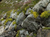 Saxifraga aizoides 46, Saxifraga-Willem van Kruijsbergen