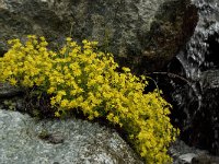 Saxifraga aizoides 47, Saxifraga-Willem van Kruijsbergen