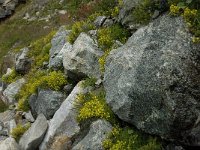 Saxifraga aizoides 48, Saxifraga-Willem van Kruijsbergen