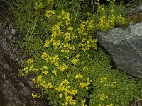 Saxifraga aizoides 49, Saxifraga-Willem van Kruijsbergen