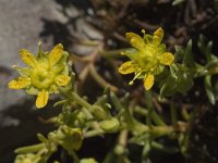 Saxifraga aizoides 5, Saxifraga-Jan van der Straaten