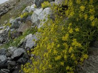 Saxifraga aizoides 50, Saxifraga-Willem van Kruijsbergen