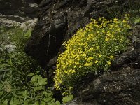 Saxifraga aizoides 51, Saxifraga-Willem van Kruijsbergen