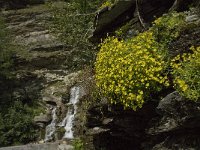 Saxifraga aizoides 52, Saxifraga-Willem van Kruijsbergen