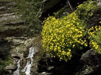 Saxifraga aizoides 53, Saxifraga-Willem van Kruijsbergen