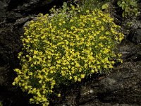 Saxifraga aizoides 54, Saxifraga-Willem van Kruijsbergen