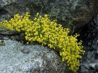 Saxifraga aizoides 55, Saxifraga-Willem van Kruijsbergen