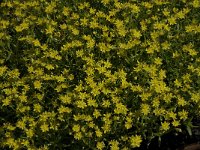 Saxifraga aizoides 56, Saxifraga-Willem van Kruijsbergen