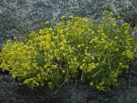 Saxifraga aizoides 58, Saxifraga-Willem van Kruijsbergen