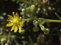 Saxifraga aizoides 6, Saxifraga-Jan van der Straaten