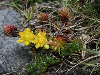 Saxifraga aizoides 60, Saxifraga-Jeroen Willemsen