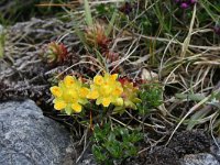 Saxifraga aizoides 61, Saxifraga-Jeroen Willemsen