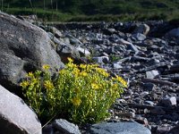 Saxifraga aizoides 62, Saxifraga-Jeroen Willemsen