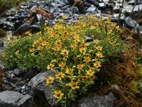 Saxifraga aizoides 63, Saxifraga-Jeroen Willemsen