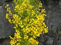 Saxifraga aizoides 64, Saxifraga-Jan van der Straaten