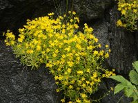 Saxifraga aizoides 66, Saxifraga-Jan van der Straaten