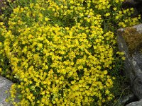 Saxifraga aizoides 67, Saxifraga-Jan van der Straaten