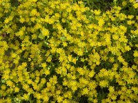 Saxifraga aizoides 68, Saxifraga-Jan van der Straaten