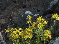 Saxifraga aizoides 69, Saxifraga-Willem van Kruijsbergen