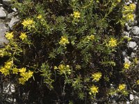 Saxifraga aizoides 7, Saxifraga-Jan van der Straaten