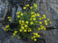 Saxifraga aizoides 70, Saxifraga-Willem van Kruijsbergen