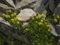 Saxifraga aizoides 71, Saxifraga-Willem van Kruijsbergen