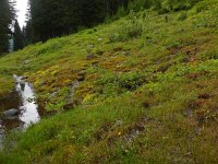 Saxifraga aizoides 73, Saxifraga-Ed Stikvoort