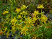 Saxifraga aizoides 74, Saxifraga-Ed Stikvoort