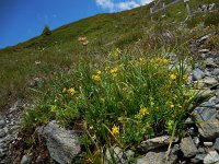 Saxifraga aizoides 75, Saxifraga-Ed Stikvoort