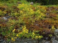 Saxifraga aizoides 76, Saxifraga-Ed Stikvoort