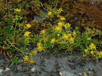 Saxifraga aizoides 77, Saxifraga-Ed Stikvoort